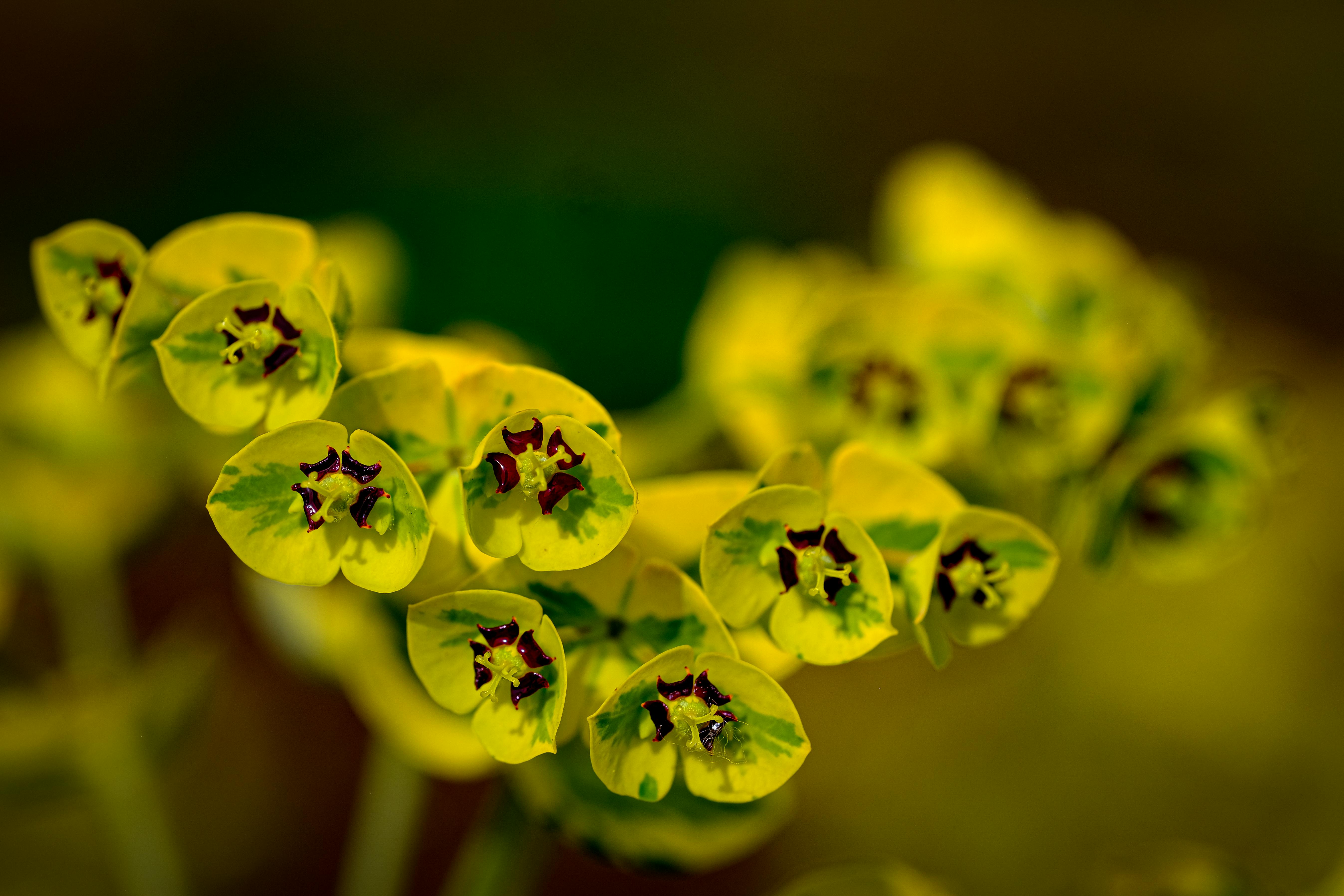 婚纱照被打包售卖不到2块钱？二手平台频现侵权产业链 - 图片1